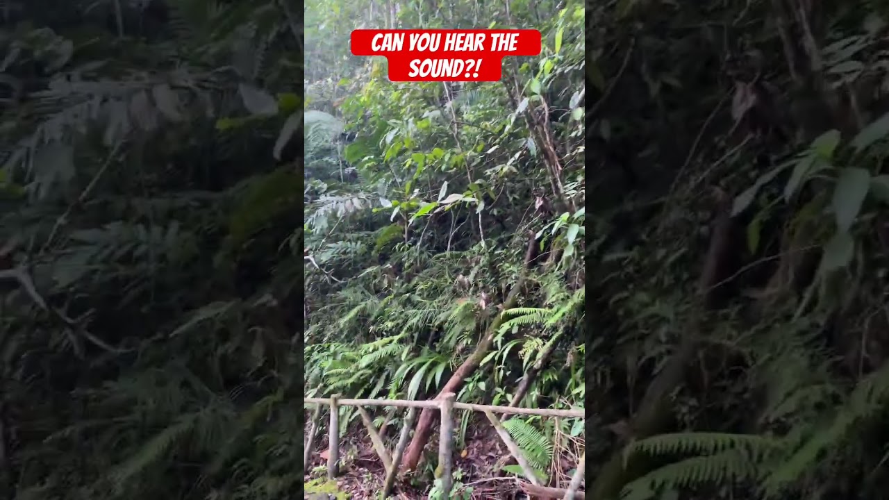 Amazing sound | Twin Lake | 