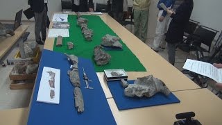 工事現場からクジラの化石 全身の半分発掘、岐阜