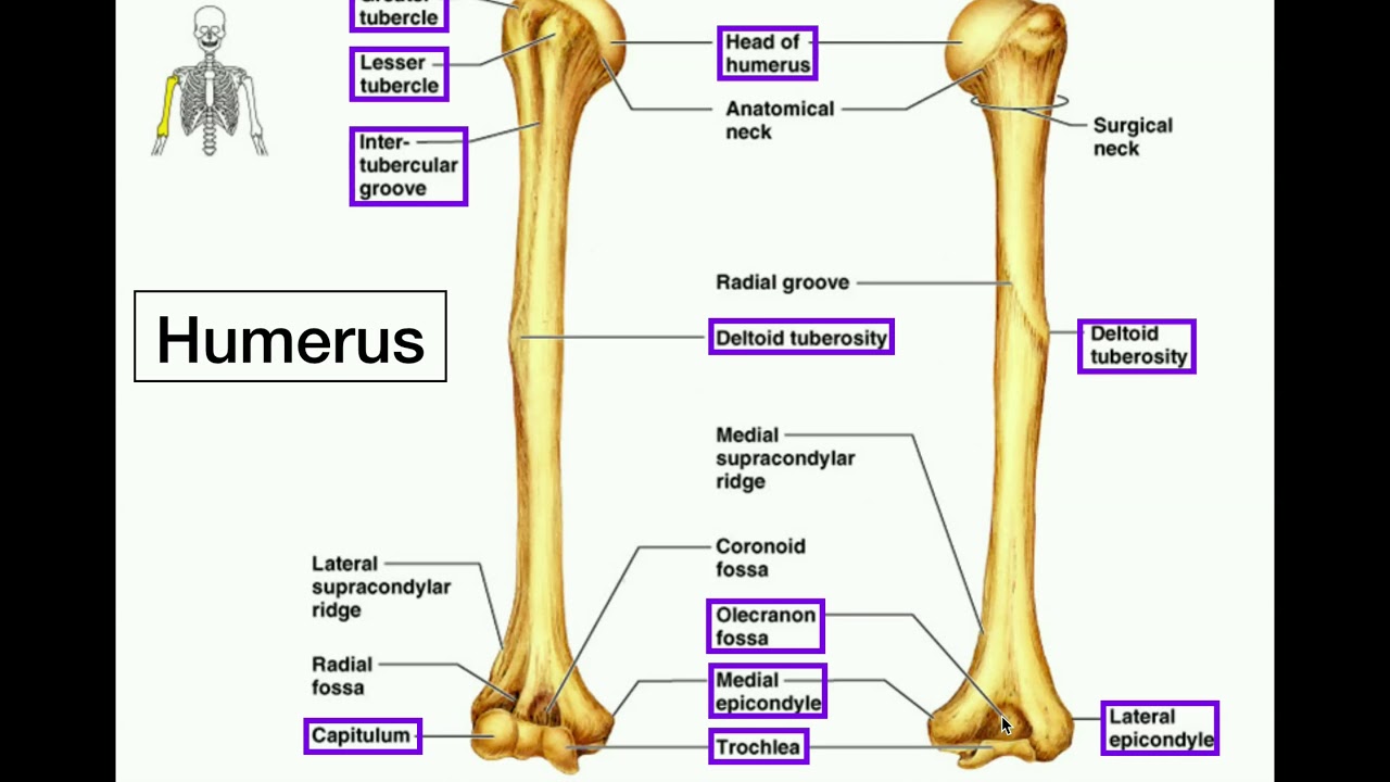 Radius Anatomy