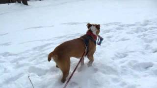 Bugsy Playing In The Snow