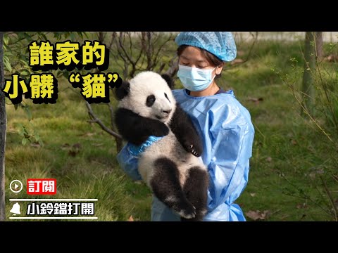 《熊貓早晚安》這隻熊貓寶寶有點髒了，我可以幫忙帶走 | iPanda熊貓頻道