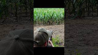 Экстремальная охота на лису в холодную погоду #foxhunting #huntingvideo #wildlife #hunter #hunting