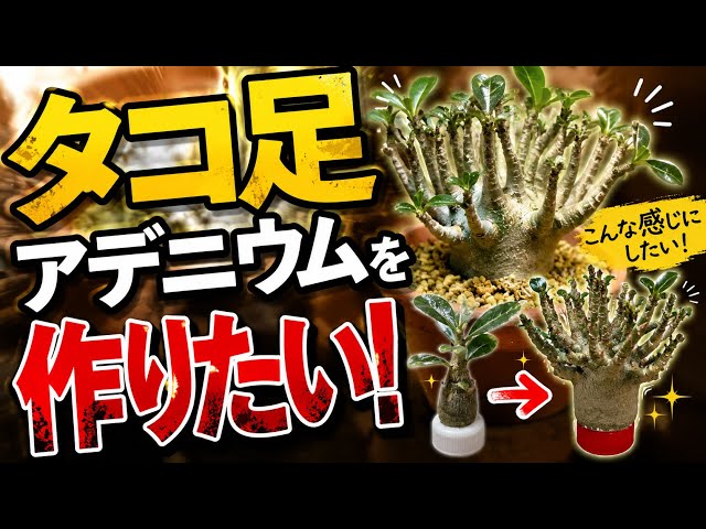 タコ足アデニウムを作りたい - YouTube