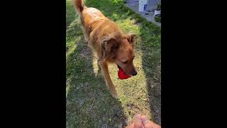 Foxy's Final Thursday Play! Until Tomorrow.@petsmart @Freshpet #dogs #petshub #dogmom #pets