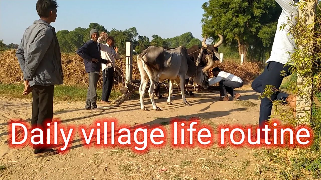 gavo me kya hota hai 🤔🤔🤔🤔village life routine in gujarat YouTube