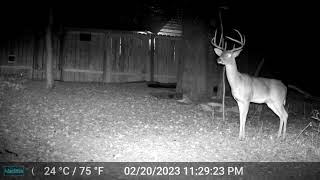 Texas 8 Point Buck Deer - 02/20/23 - Trail Cam - San Antonio, TX - Bexar County - Sea World