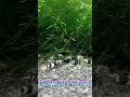 Black tiger bee shrimp ~黒太極~ #ブラックタイガービーシュリンプ #黒太極 #アクアリウム #aquarium