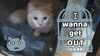 Cat Eli's Laundry Escape😼🫥 by Eli & Mocha 844 views 4 months ago 1 minute, 14 seconds