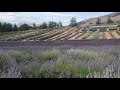 Experience Southern Italy&#39;s Incredible Lavender Fields inside the Parco Pollino in Calabria