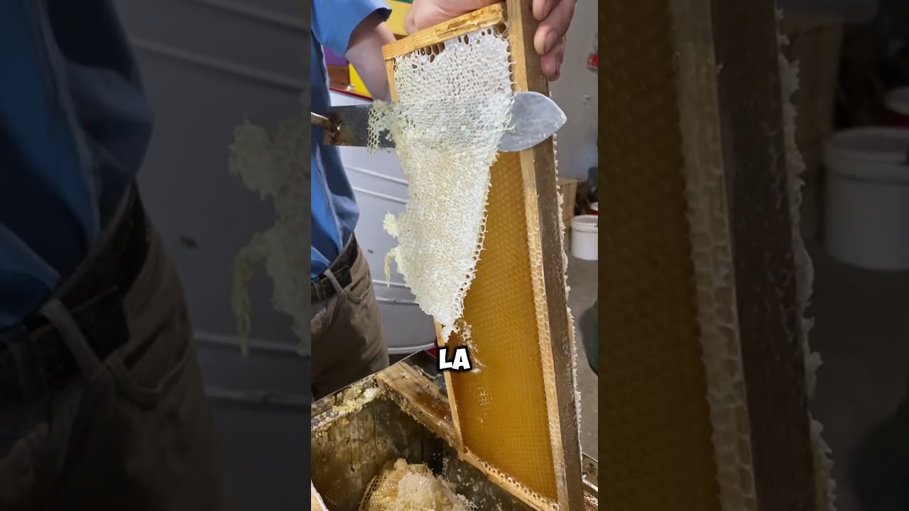 Honey Harvesting! Honeycomb Uncapping in Action 🍯✨ #shorts