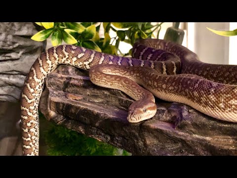 My Snake Wants Out!