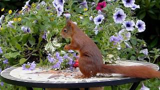 10 beautiful squirrels just wanna fun.