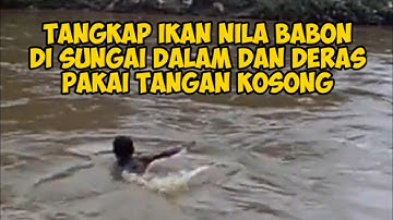 Nagkap Ikan Di Sungai Deras Dan Dalam / Video Kompilasi