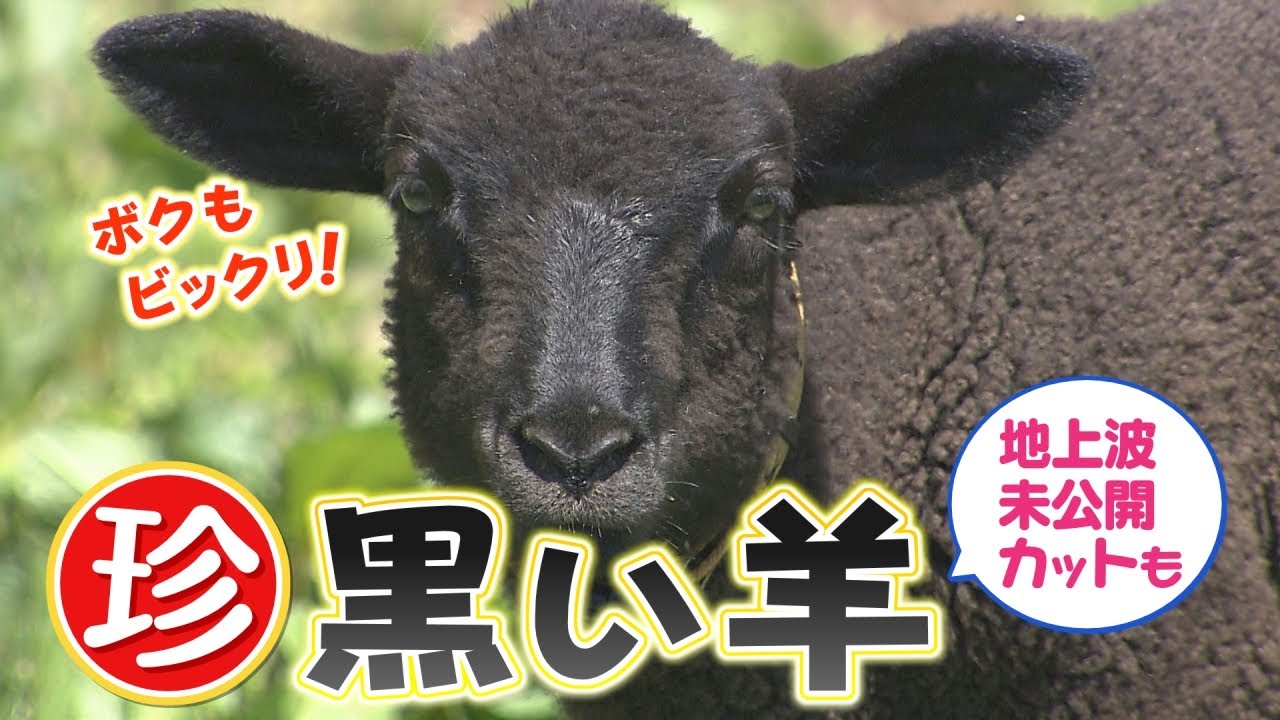 珍！黒い羊＆地上波未公開カット - YouTube