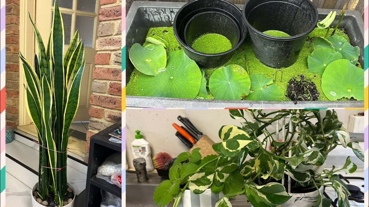 Yêu thích trồng cây cảnh - Chia sen ra chậu nhỏ được 3 tuần lên rất khỏe, tốt ￼- Cuộc Sống Ở Úc 🇦🇺 