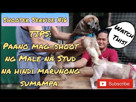 Paano mag-shoot ng Male na Stud na hindi sumasampa? | Shooter Service #16