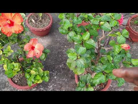 वीडियो: जोन 4 हार्डी हिबिस्कस - क्या जोन 4 गार्डन के लिए कोई हिबिस्कस पौधे हैं