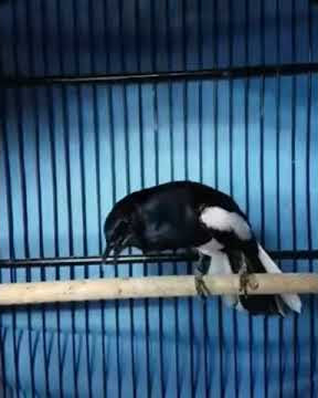 Pancingan untuk burung kacer hanya 30 detik langsung nyaut