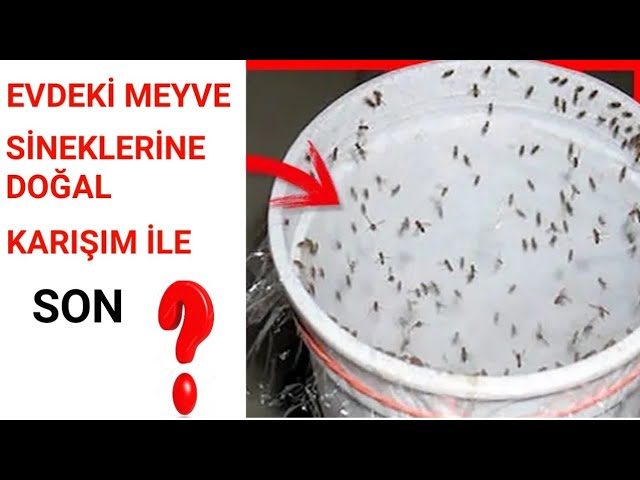 evde ve mutfaktaki kucuk sineklerden kurtulmanin yollari 2019 youtube