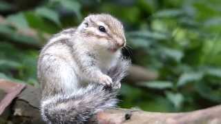 シマリスたち(キタリス) Chipmunks シマリスたち(キタリス) Chipmunks