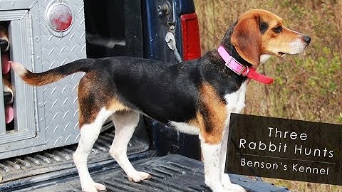 Three Rabbit Hunts | Benson