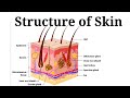 #Homeostasisinman #skin #structureofskin #skinasregulatoryorgan