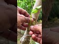 unique method of grafting plants #fruits#bonsaitree #grafting #gardening
