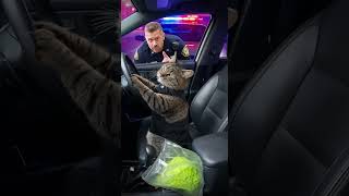 Kitty Cought By Police