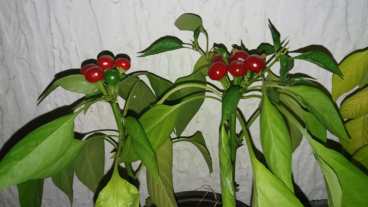 Cili Papricice Satan's KissChili Pepper Satan's Kiss YouTube