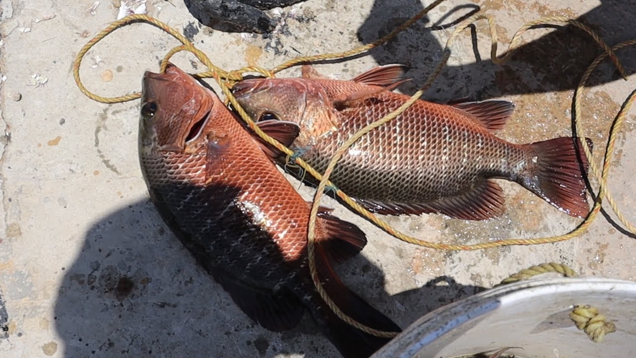 Mangrove jack Fish & catfish fishing in back water river YouTube