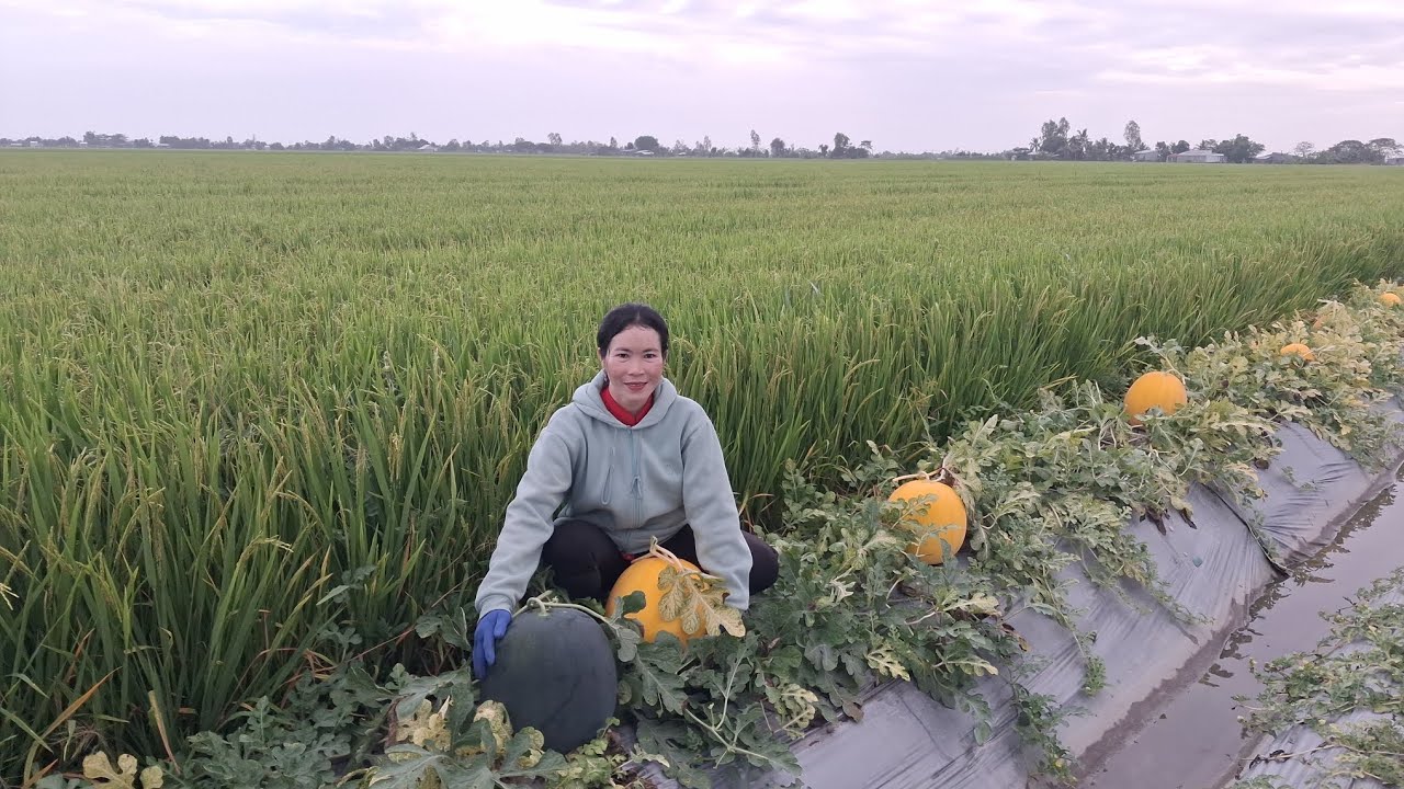 Dưa hấu tết quê em trúng mùa quá ông bà cô chú ơi 