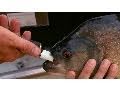 Piranha Bite Force | National Geographic