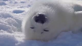 Baby Seal  Being a Baby