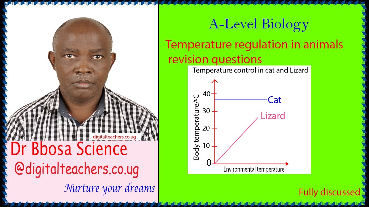 A-level biology lesson 36: temperature regulation in animals revision questions