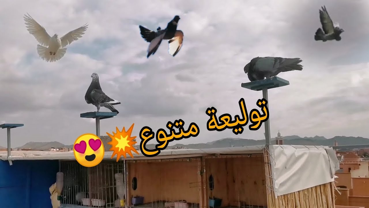 توليعة top والله حتى لخر سيفيانوس كلاسي خينيسي 😍❤😎🙏🏻
