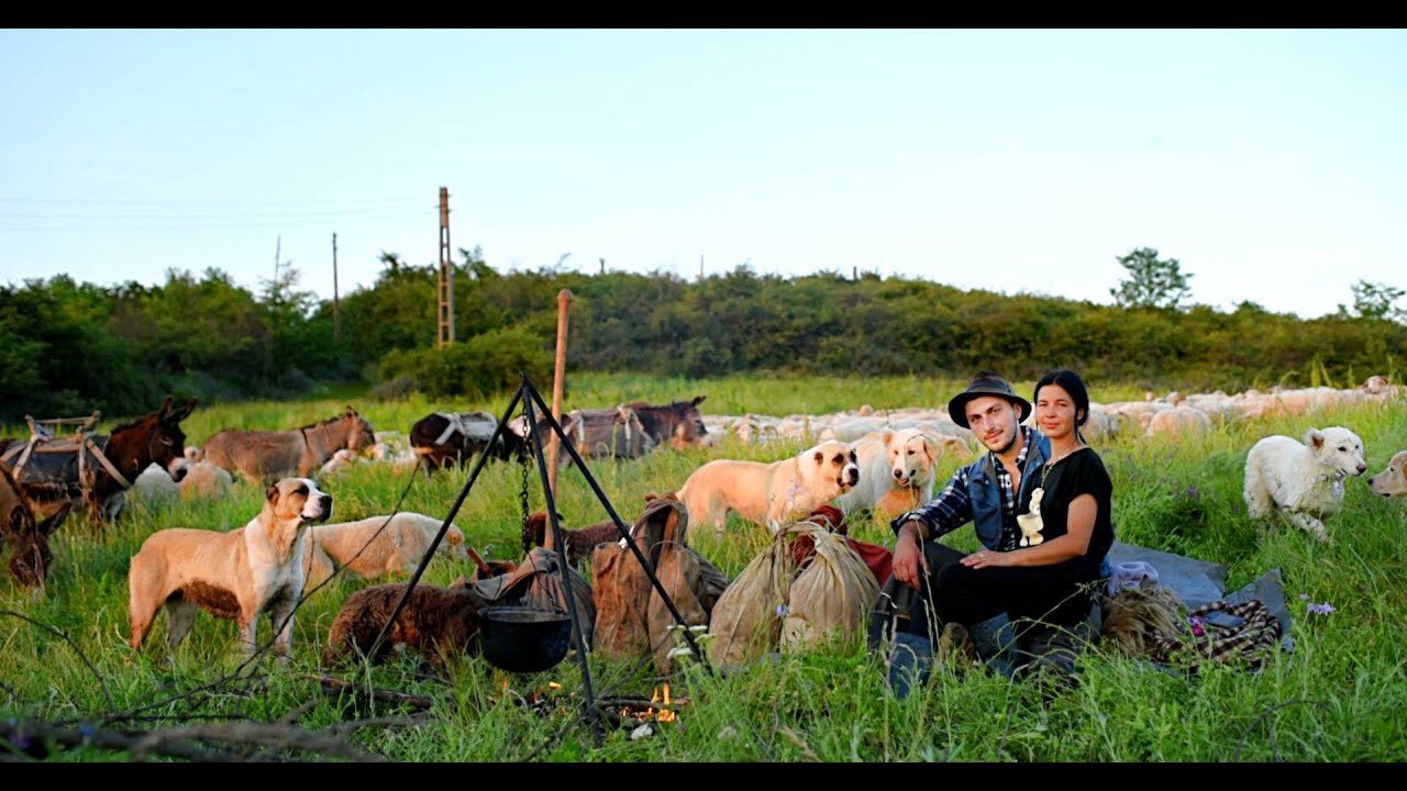 CIOBAN DE 20 DE ANI IN TRANSHUMANTA - VLAD SI NICOLETA CUPLU DE TINERI SI TURMA LOR DE OI !