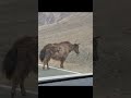 Zo #ladakh #hybrid #cow #yak