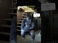 #mrbeast #youtubeshorts #monkey #relatable #hungry monke monke