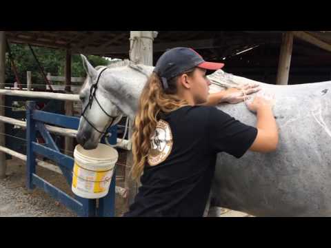 Vídeo: Como Lavar Um Cavalo