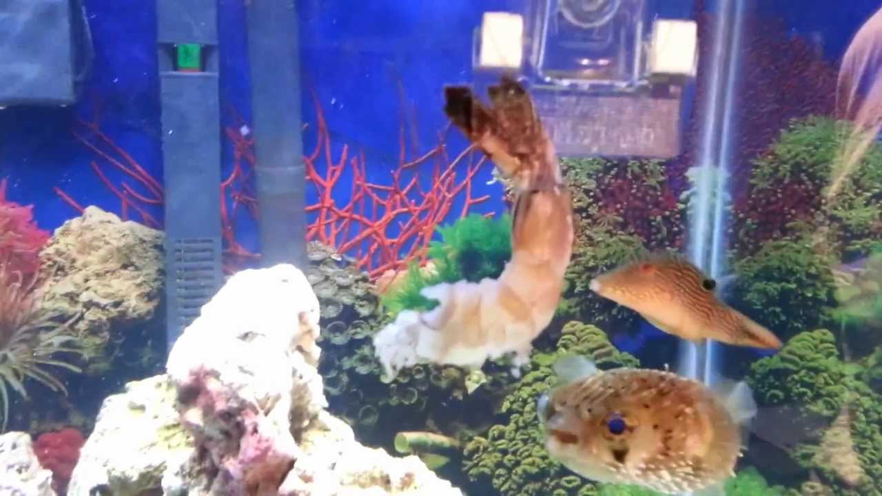 Puffers eating a shrimp YouTube