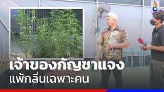 เจ้าของโรงปลูกกัญชาแจง แพ้กลิ่นเฉพาะคน | ข่าวช่อง8