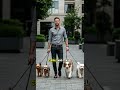 $10KMonth Just to Play with Dogs ? #DogSitter #LuxuryPetCare #DreamJob