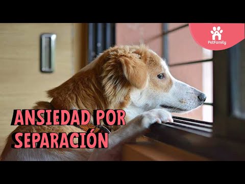 Video: Cómo curar la ansiedad por separación en perros