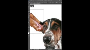 Fix Ears in Photoshop | Tutorial
