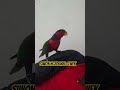 Siwon talking dan siul  #parrot #parrotlover #burungpintar