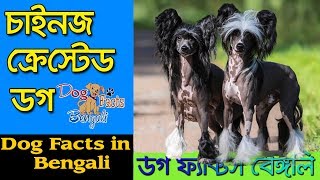 Chinese Crested Dog facts in Bengali | Rare Dog Breed | Dog Facts Bengali by Dog Facts Bengali 192 views 4 years ago 4 minutes, 50 seconds