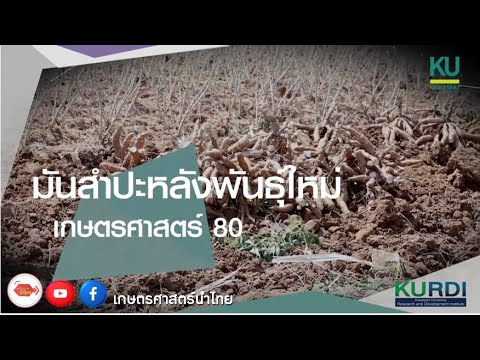 มันสำปะหลังพันธุ์ใหม่ เกษตรศาสตร์ 80