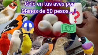 Cause your canaries and other birds to mate for less than 50 pesos or $2 screenshot 4