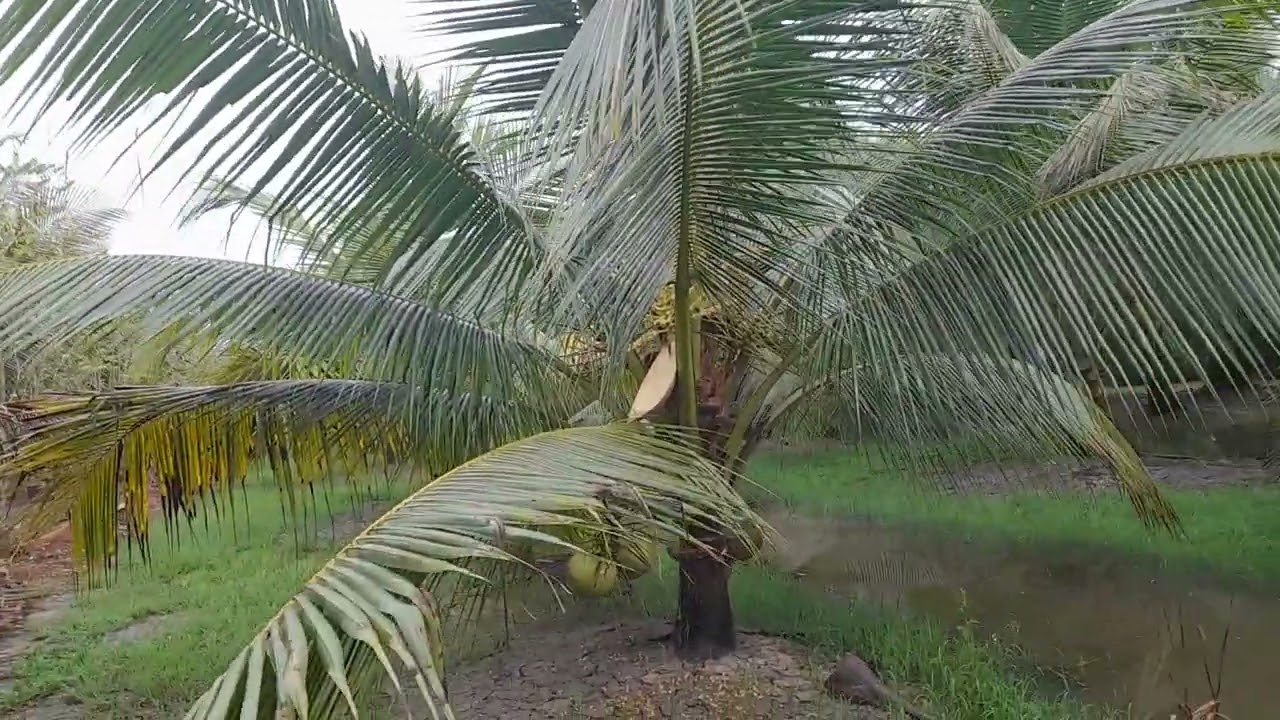 Vườn dừa ta kính Chào anh chị em vườn dừa của em bị ngập nước 