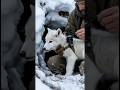 White Wolf POV 🐺 Inside Secret Ice Den | Real Micro Camera Footage